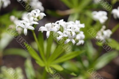 Woodruff Blossoms