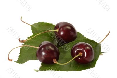 Black Cherries