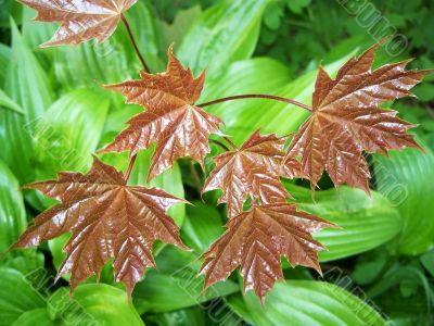 Young Maple Leaves