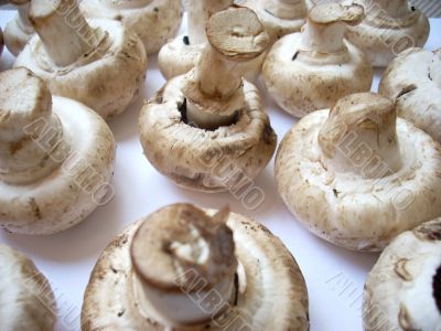 Mushrooms: agaric or field mushroom