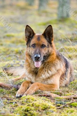 Germany Sheep-dog laying in the green grass