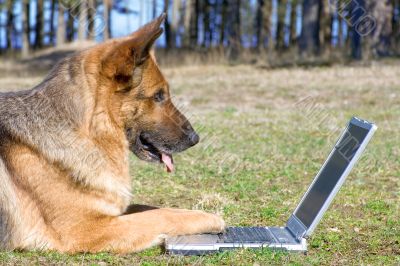 Germany Sheep-dog laying on the grass with laptop