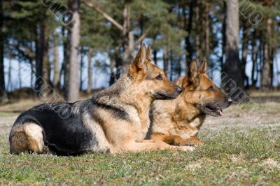 two Germany Sheep-dogs laying on the grass