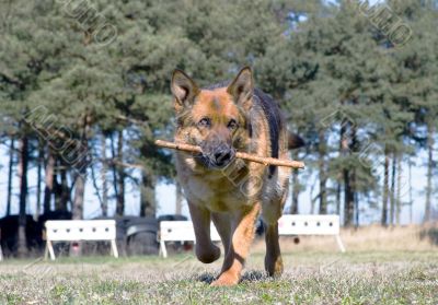 Germany Sheep-dog running with stick