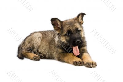 Germany sheep-dog puppy isolated on white background