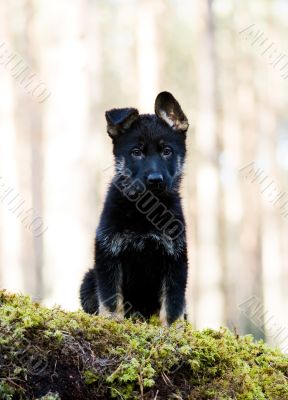 Germany Sheep-dog puppy sitting on a stone acquired a moss