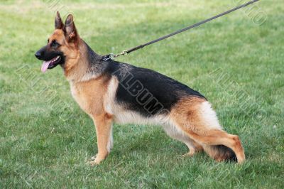 Structure of the German shepherd