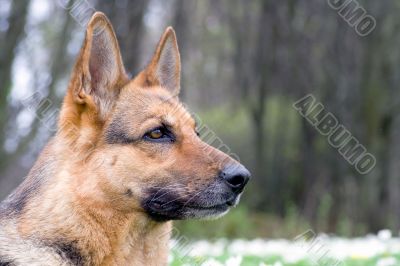 beautiful young germany sheep-dog portrait