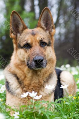 Germany sheep-dog laying in garden with white spring flowers