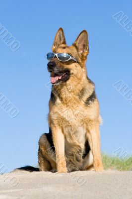 Sheep-dog sitting on a sand beach with solar glasses