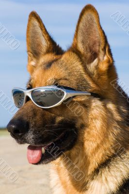 Head of the German shepherd with solar glasses