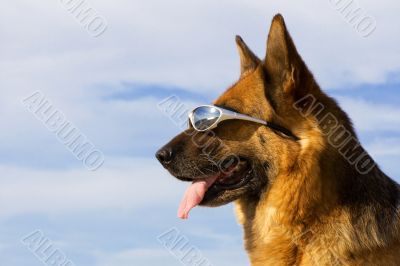 Portrait of the German shepherd with solar glasses