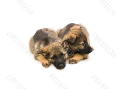 two sweet Germany sheep-dog puppies isolated on white background