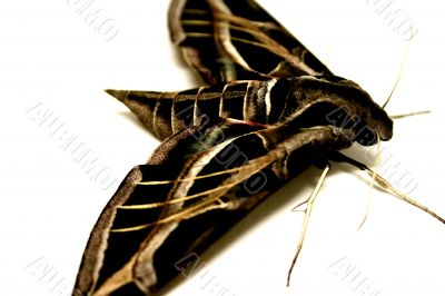 Moth in Detail Moth in Detail