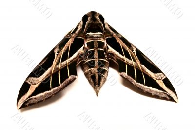 Moth in Detail Moth in Detail