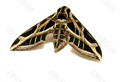 Moth in Detail