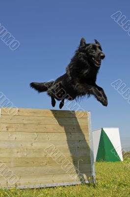 jumping black dog