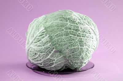 Green cabbage vegetable