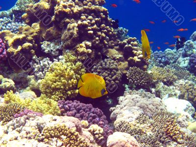 Coral reef in Red sea Coral reef in Red sea