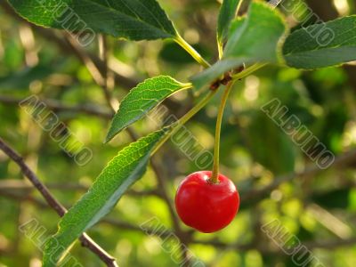 first cherry 1