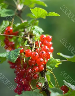 red currant bush