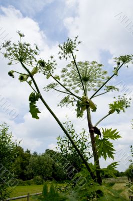 cow parsnip