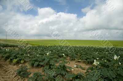 agriculture with potatoes
