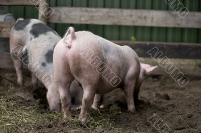 biological pigs