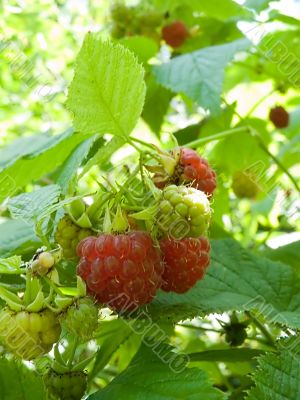 ripe raspberry ripe raspberry