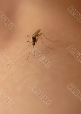 Mosquito sucking blood