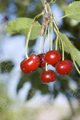  juicily cherries on a Tree.