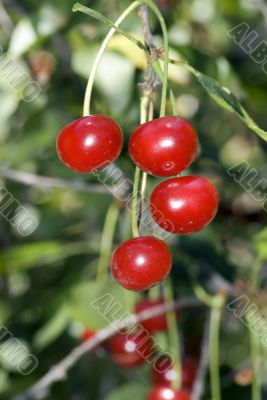 juicily cherries on a Tree.
