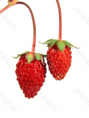 berry strawberries
