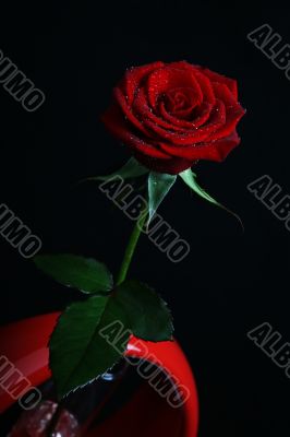 Rose with dew in vase