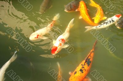 Koi fish