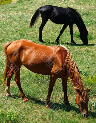 Two horses eating