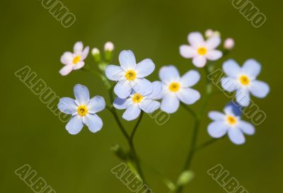 forget-me-not
