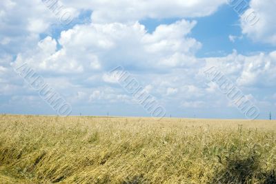 Wheaten field and the blue sky