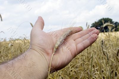 cereal on the hand, background cereal field
