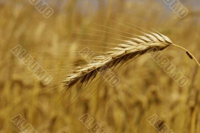 Close-up of golden weat