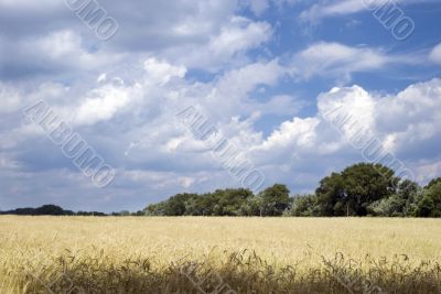 Wheaten field and the blue sky