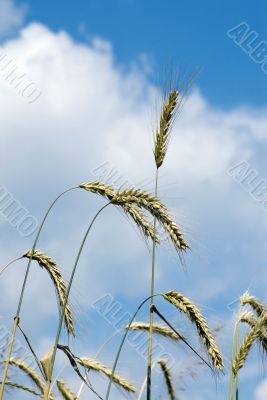 Yellow wheat ears against blue sky with clouds