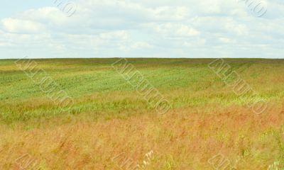 field