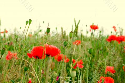 field of poppies