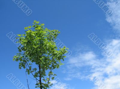 small green tree in the blue sky