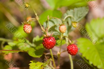 Bush of wild strawberry