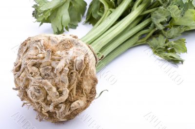 celery root plant