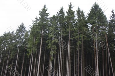 spruce forrest