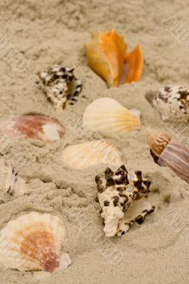 shells on sand
