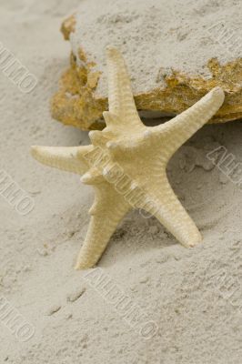 starfish and stone